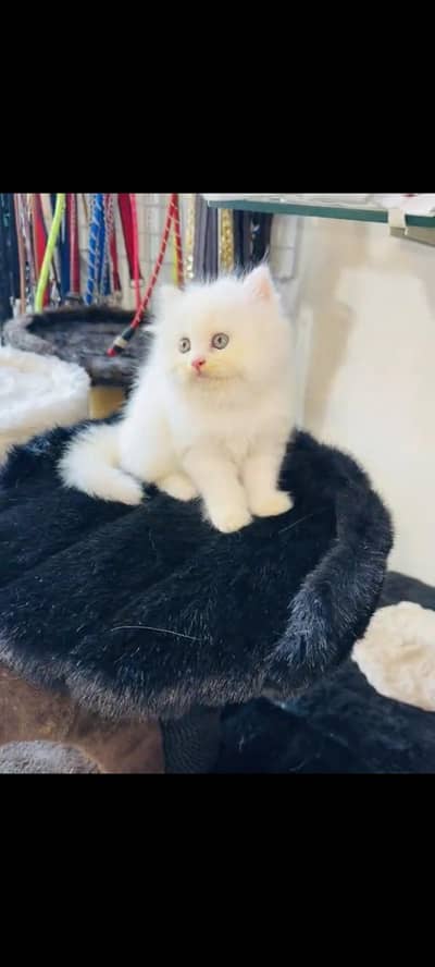 persian cat for sale MywatsapppNumber 0309-37-13-771