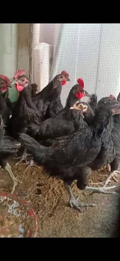 australorp chiks available vaccinated