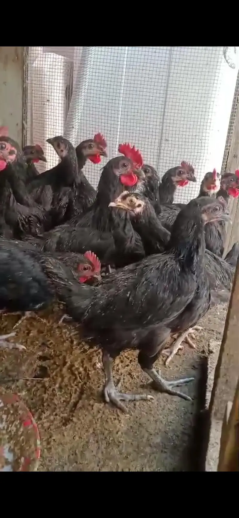 australorp chiks available vaccinated — photo 2