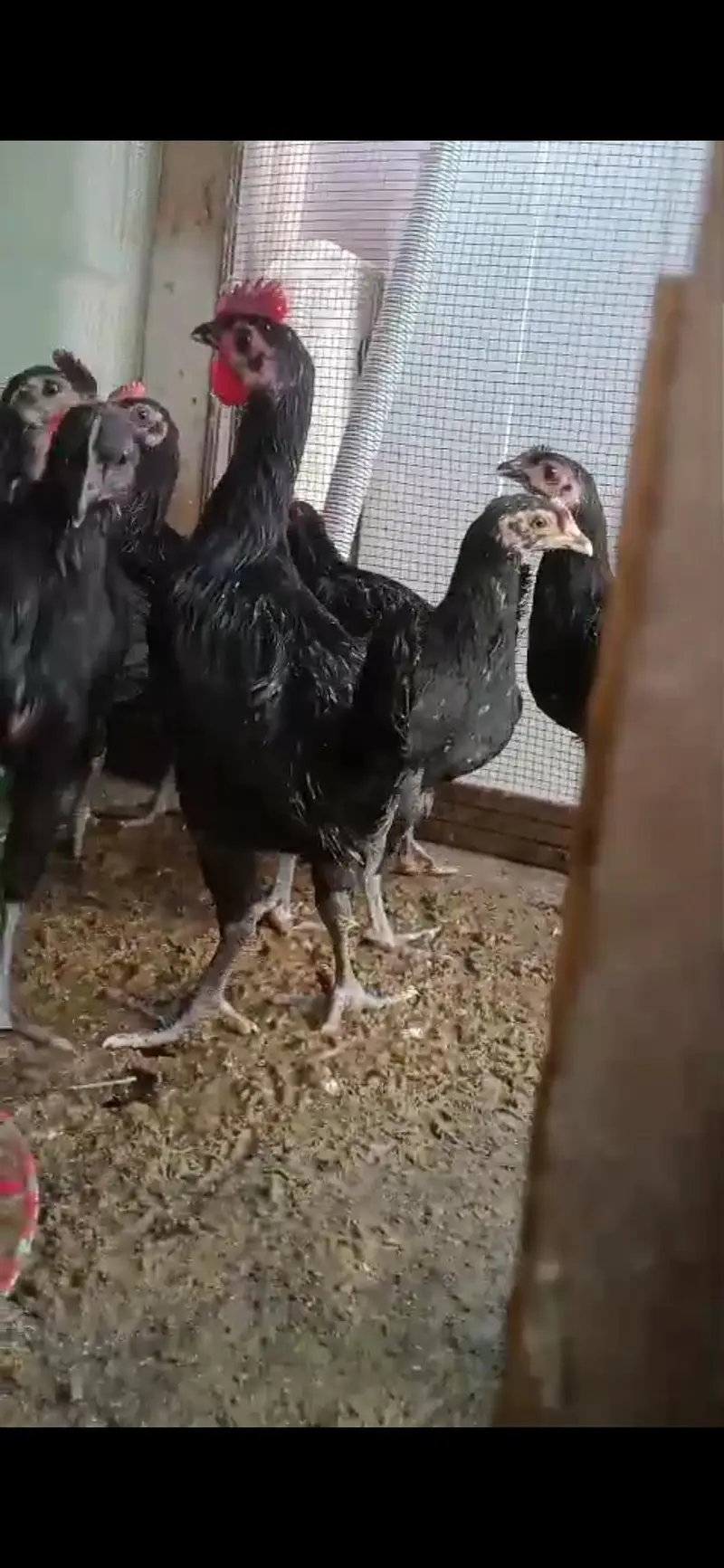 australorp chiks available vaccinated — photo 3