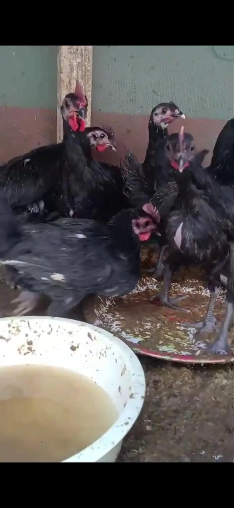 australorp chiks available vaccinated — photo 4