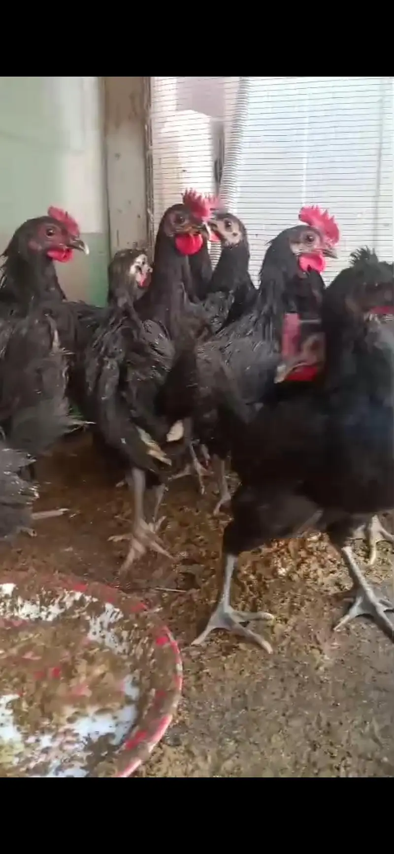 australorp chiks available vaccinated — photo 5