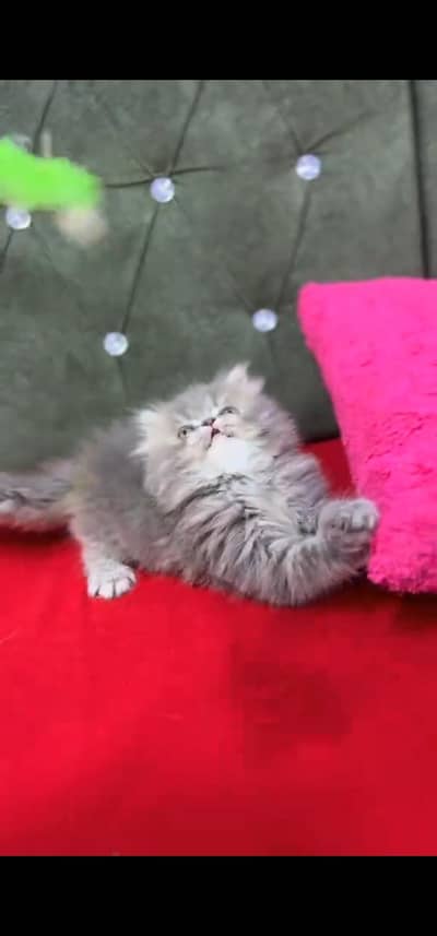 Quality Persian Punch face cat & kittens 03495425573 WhatsApp