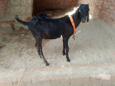 taddey Bakra for sale