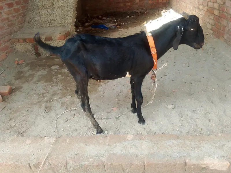 taddey Bakra for sale — photo 2