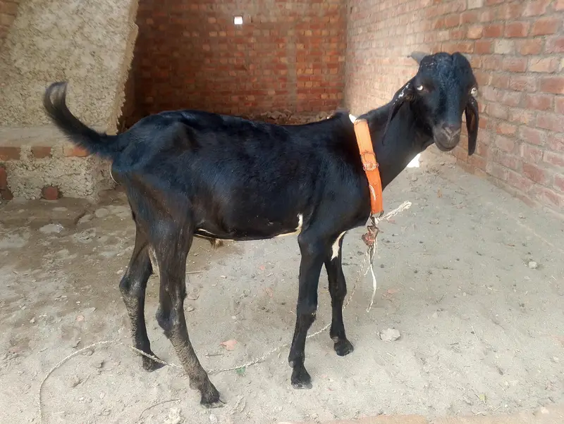 taddey Bakra for sale — photo 3