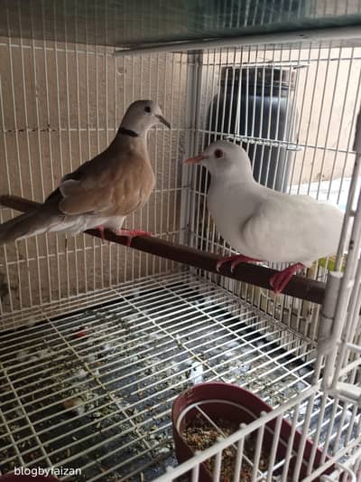 Australian Dove
