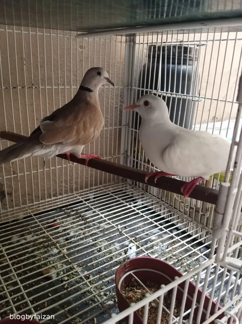Australian Dove (exchange possible)
