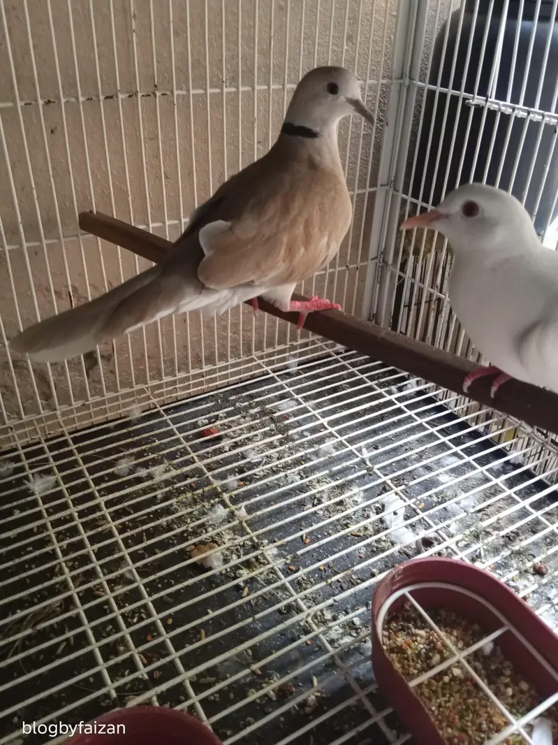 Australian Dove (exchange possible) — photo 2
