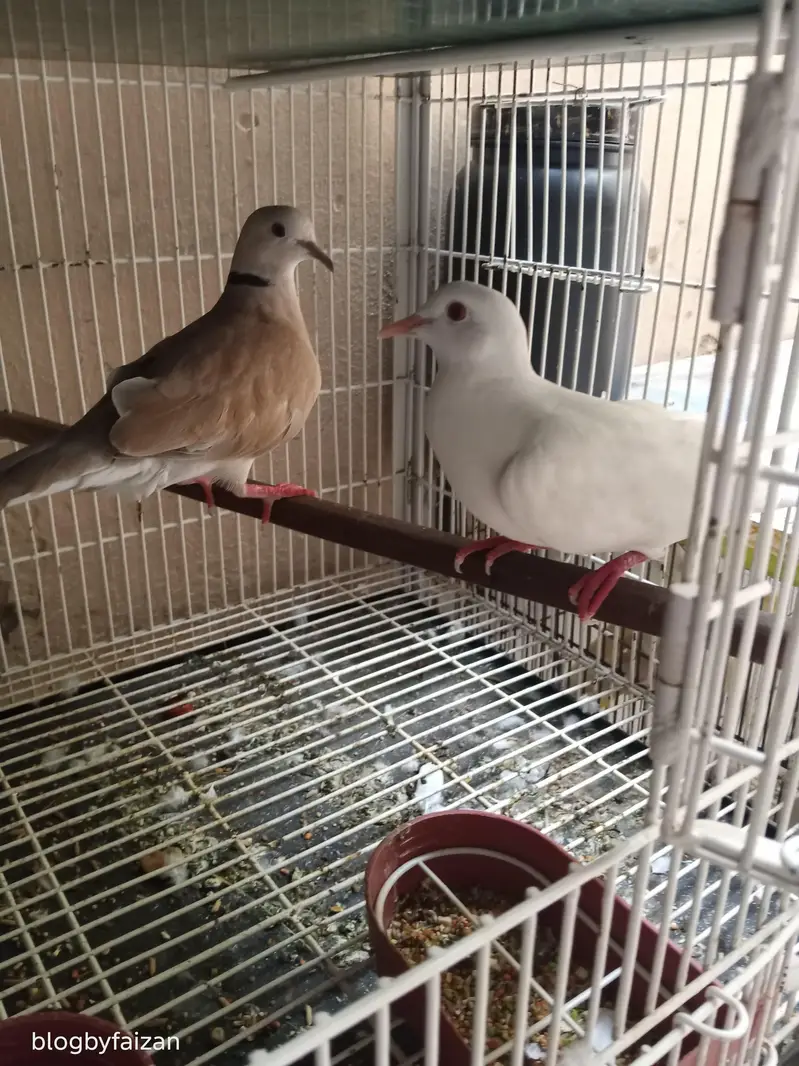 Australian Dove (exchange possible) — photo 3