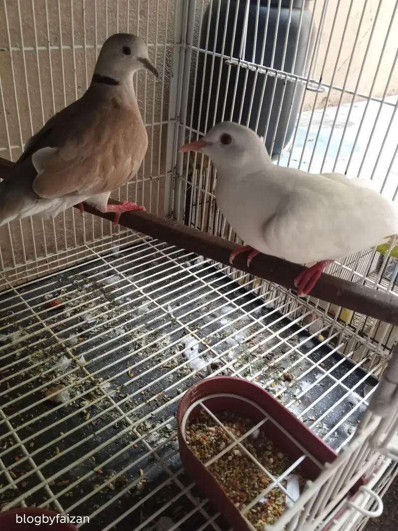 Australian Dove (exchange possible) — photo 4