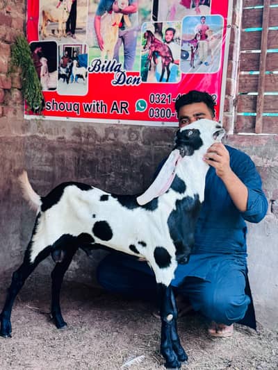 Amritsari+jhangi Top breeder quality