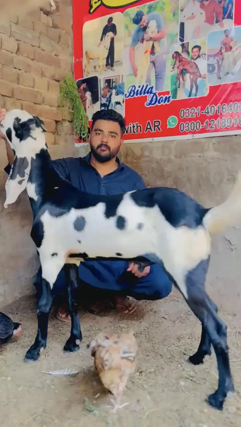 Amritsari+jhangi Top breeder quality — photo 2