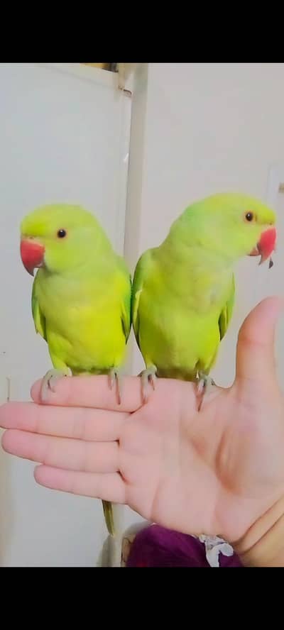 Single 5500 pair 11000 Green parrot handtame  male female available