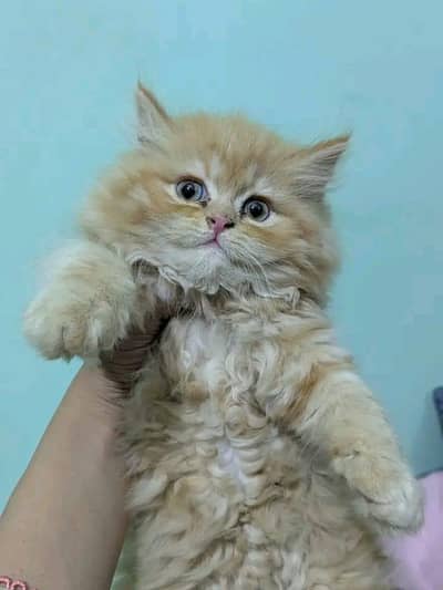 Persian | Cat | Kittens | 3 Coated \/\/atsp OƷ4O=58=786=97##
