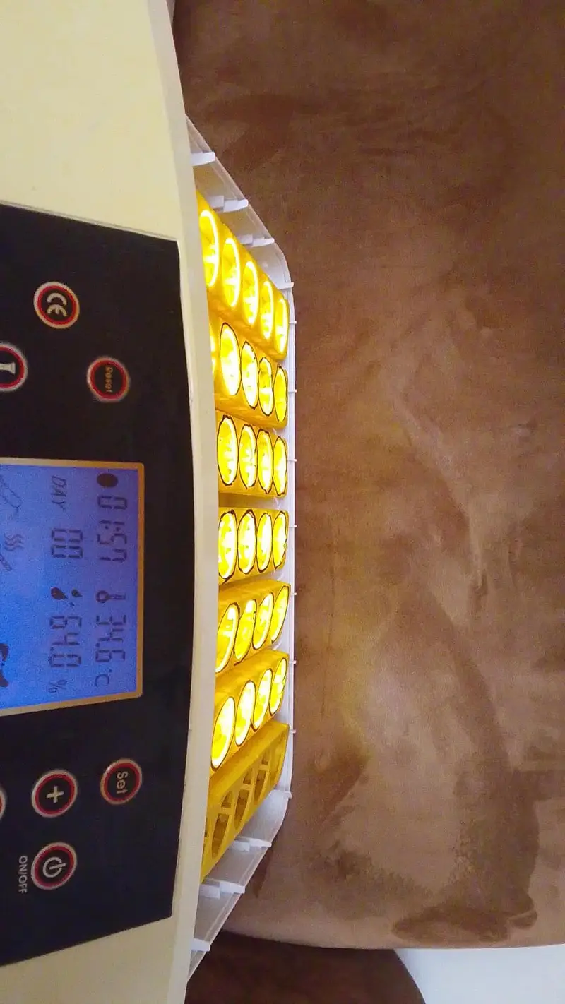 Egg hatching machine — photo 5