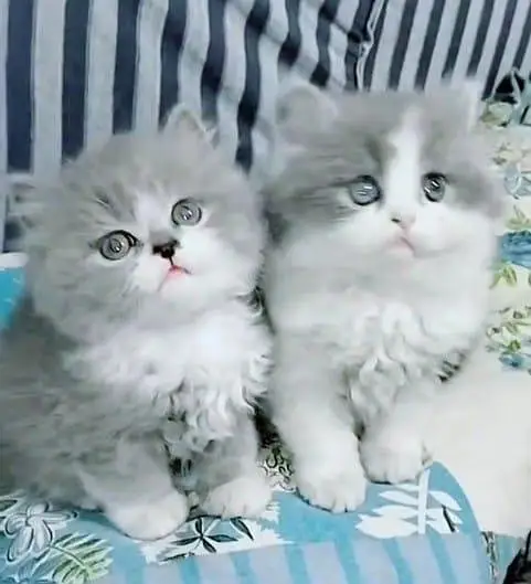 Persian kitten for sale my WhatsApp . 03317047936 — photo 2