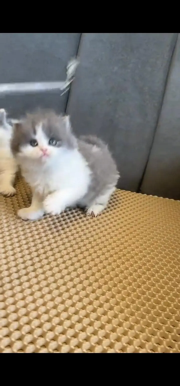 Quality Persian Punch face cat & kittens 03495425573 WhatsApp — photo 2