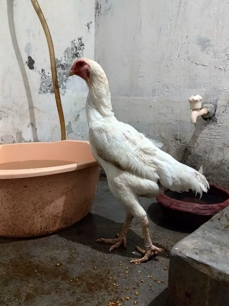 White| German| Shamo| Female For Sale| — photo 3