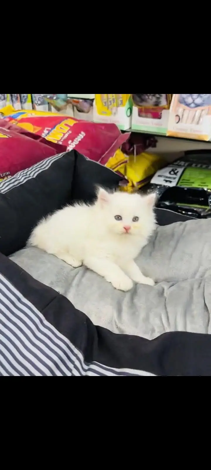 persian cat for sale MywatsapppNumber 0309-37-13-771 — photo 2