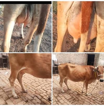 pure jersey  03459752637