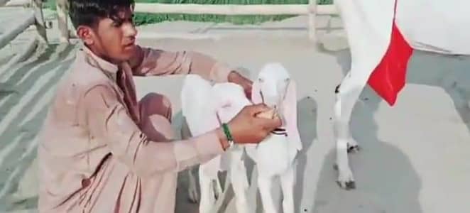 desi Bakri 3 bacchon wali for sale WhatsApp number 0324,2203,691