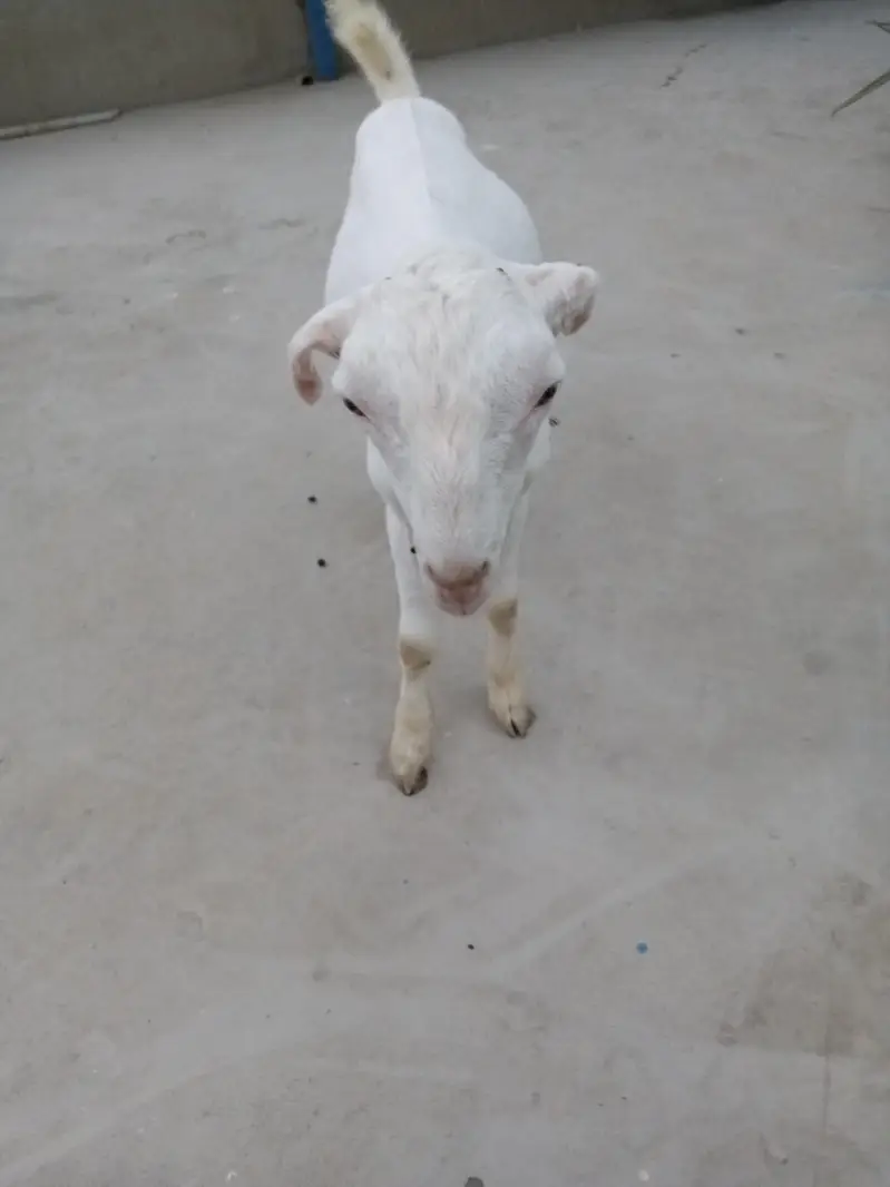 urgent sell taddi Bakra for sale — photo 4