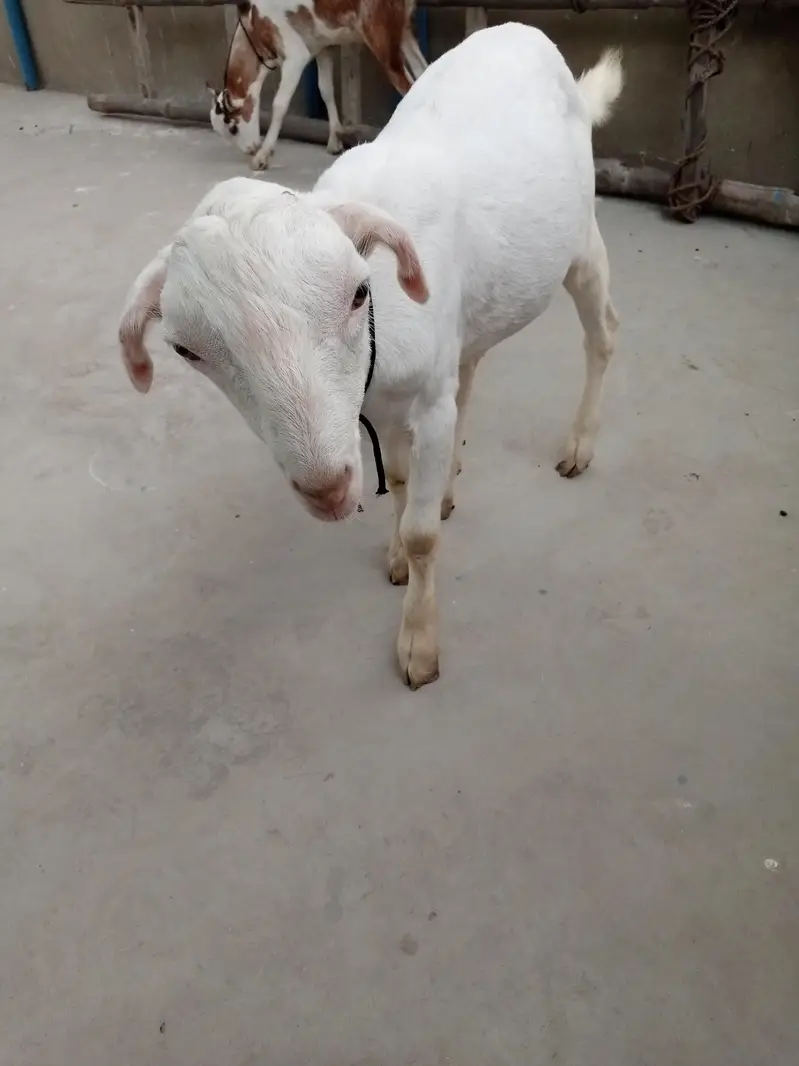 urgent sell taddi Bakra for sale — photo 5