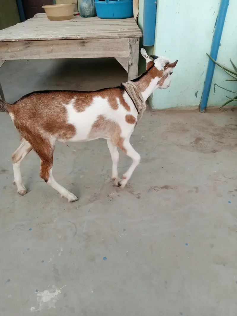 urgent sell taddi Bakra for sale — photo 9