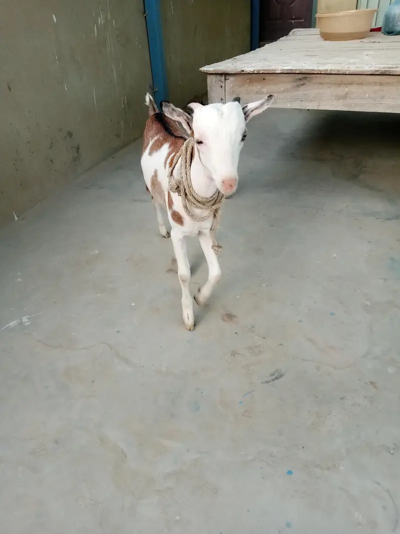 urgent sell taddi Bakra for sale — photo 10