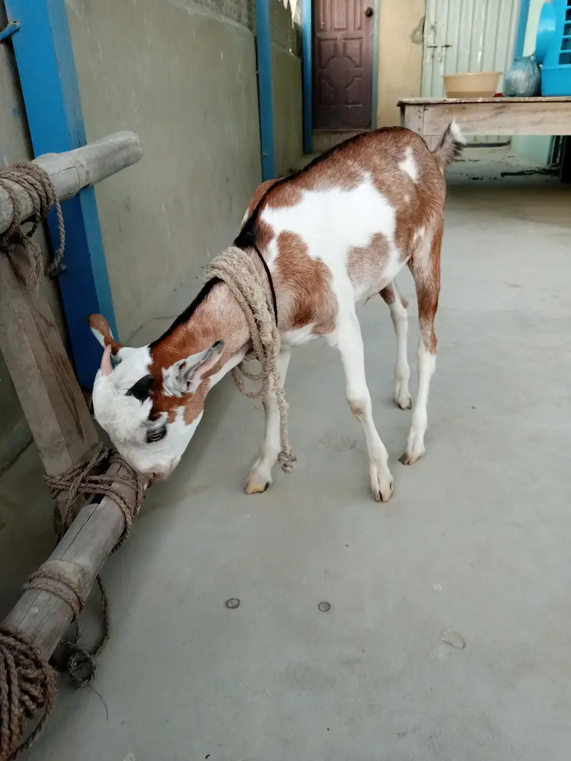 urgent sell taddi Bakra for sale — photo 11