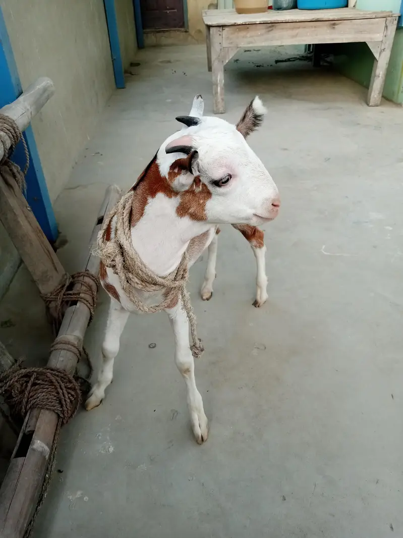 urgent sell taddi Bakra for sale — photo 12