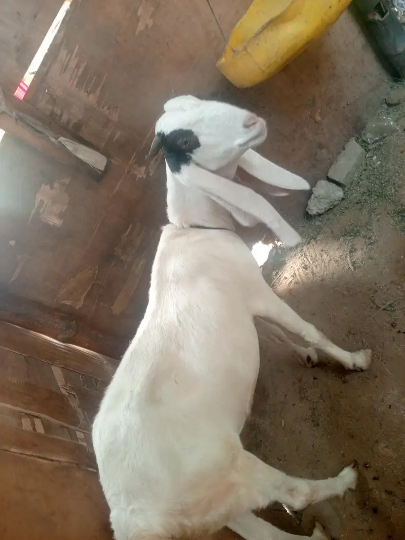 گھر کی بکری — photo 3