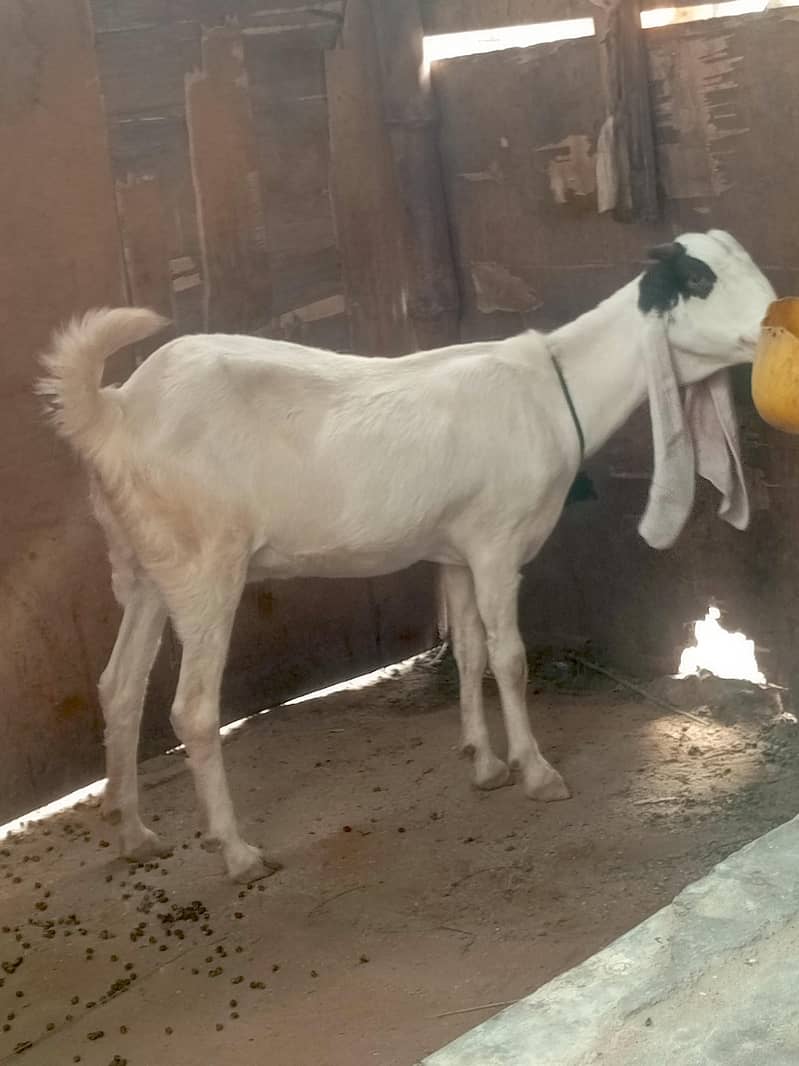 گھر کی بکری 6