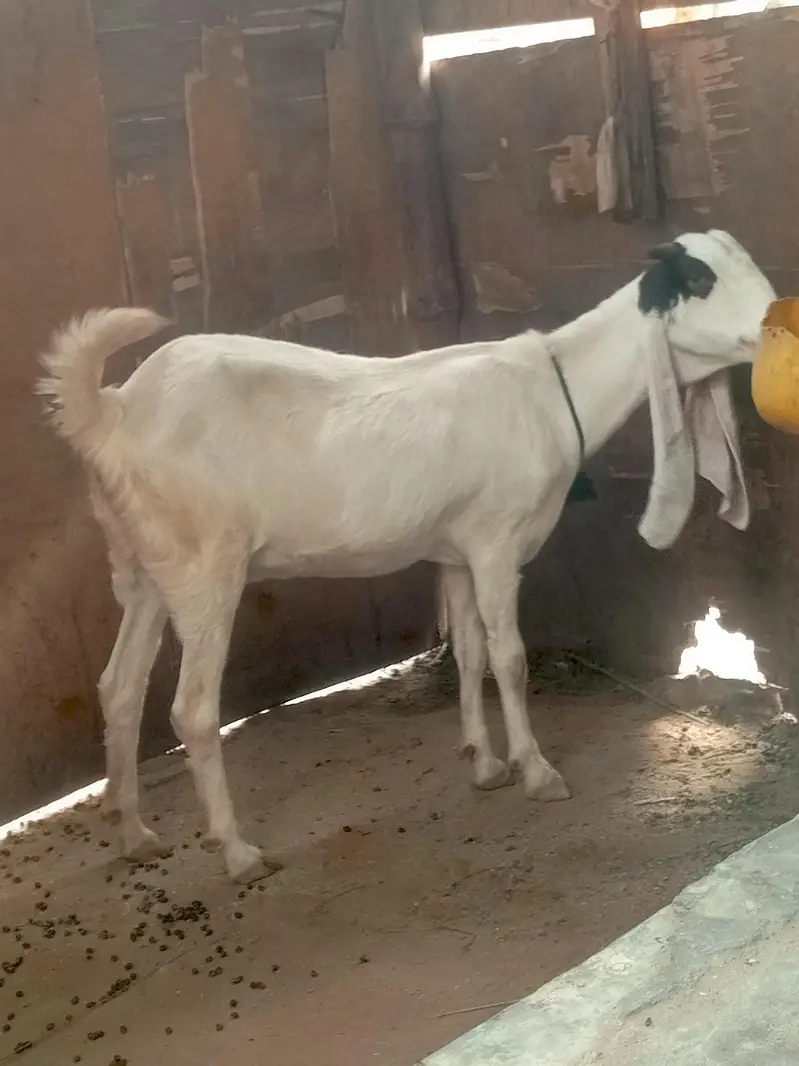 گھر کی بکری — photo 7