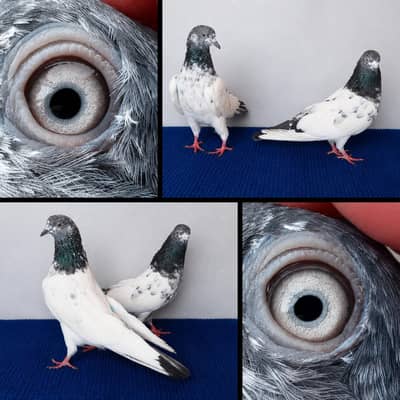 fancy and flying pigeon joro waly. . . . . 03201447384