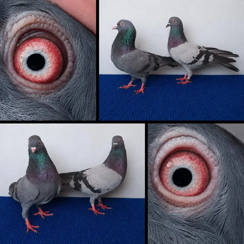 fancy and flying pigeon joro waly. . . . . 03201447384 — photo 3