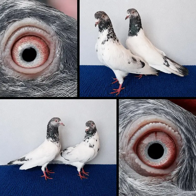 fancy and flying pigeon joro waly. . . . . 03201447384 — photo 4