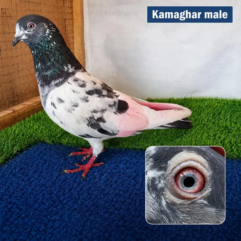 fancy and flying pigeon joro waly. . . . . 03201447384 — photo 7