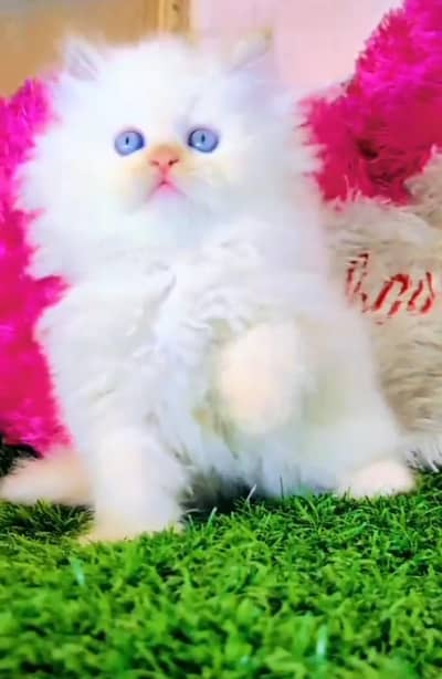 Persian kitten for sale my WhatsApp . 03317047936