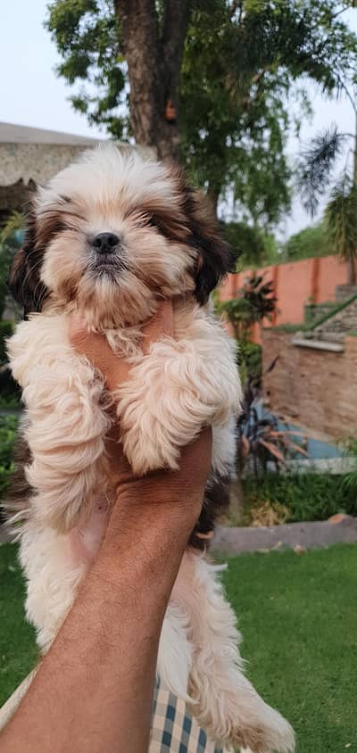 Shi Tzu Male Puppy available  | Shi Tzu | Shi Tzu Puppies
