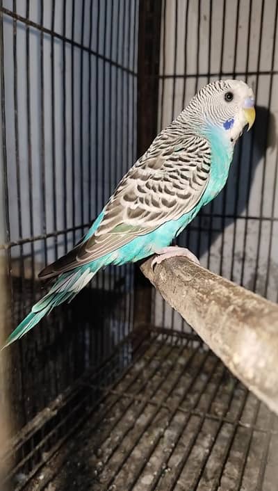 blue black face split male 2200