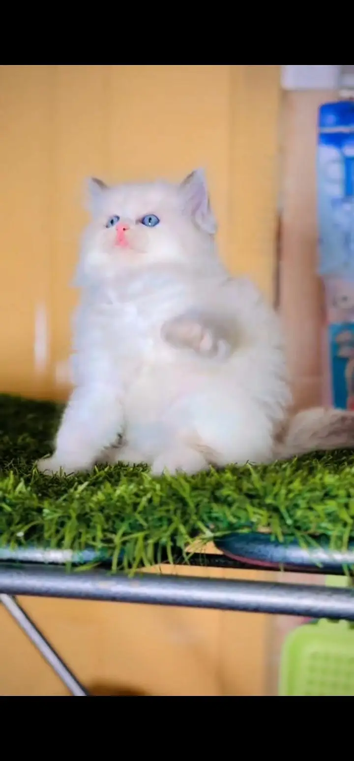 Quality Persian Punch face cat & kittens 03495425573 WhatsApp — photo 3