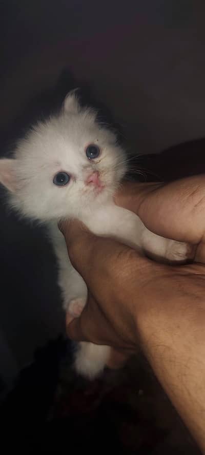 I am selling pure white Persian kitten 1 are punch face and 3doll face