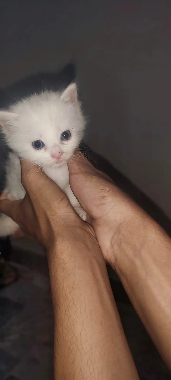I am selling pure white Persian kitten 1 are punch face and 3doll face — photo 2
