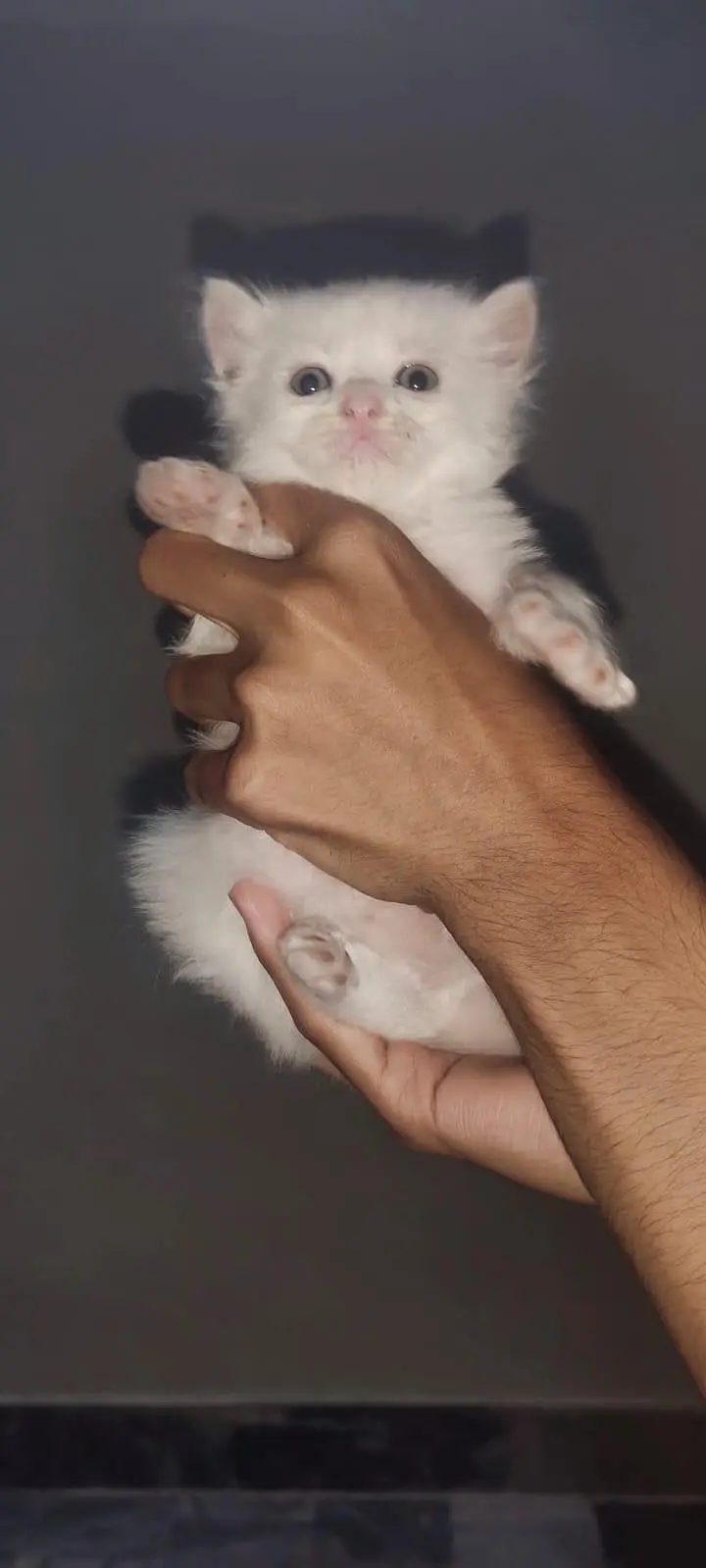 I am selling pure white Persian kitten 1 are punch face and 3doll face — photo 3