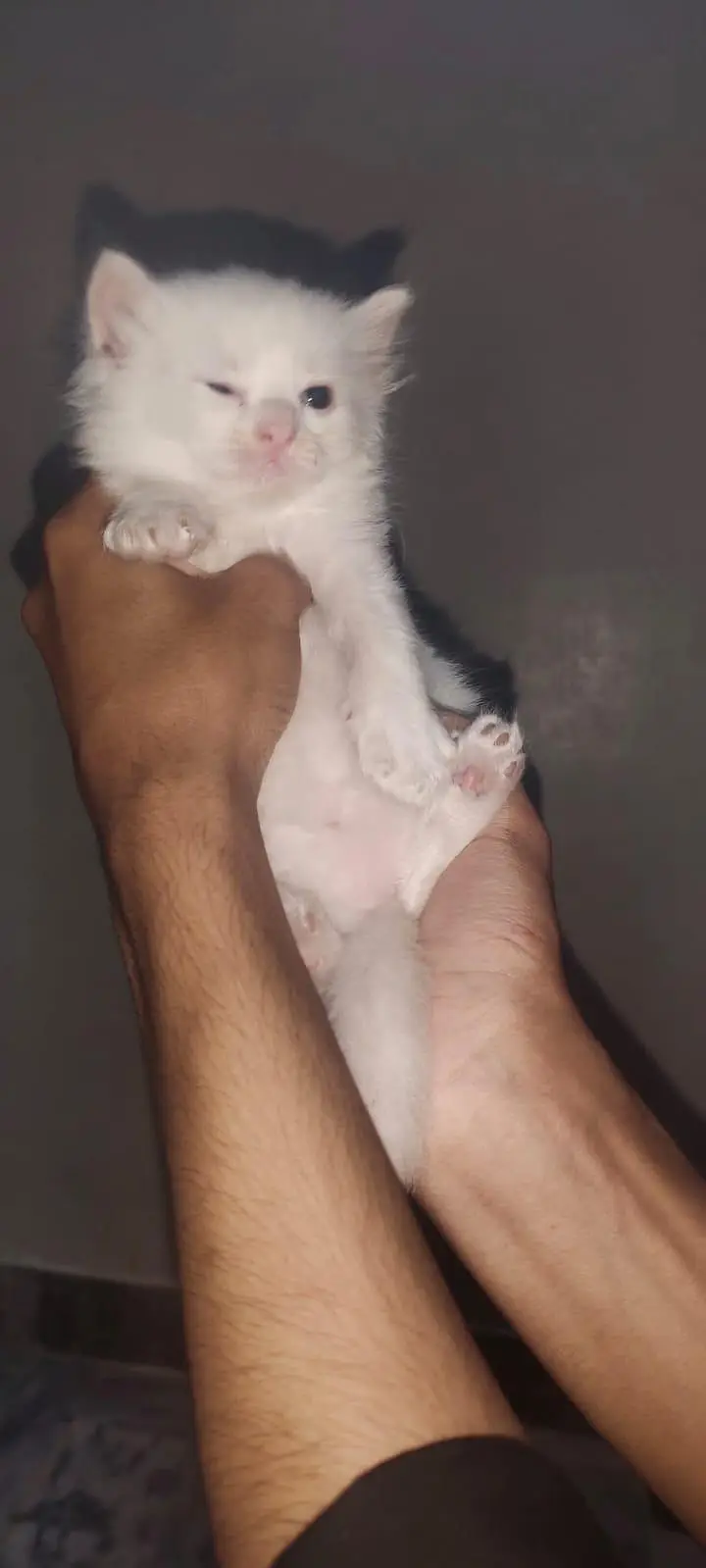 I am selling pure white Persian kitten 1 are punch face and 3doll face — photo 4
