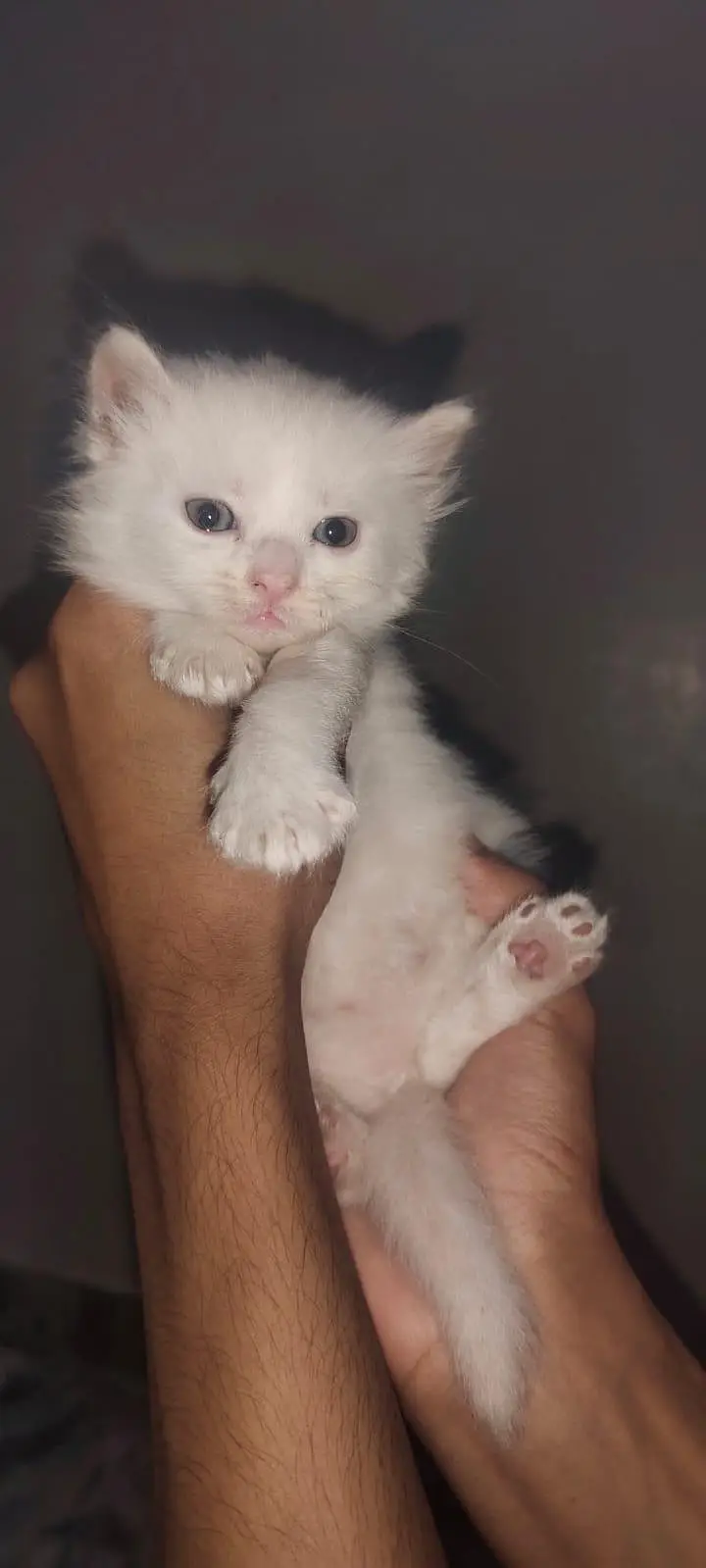 I am selling pure white Persian kitten 1 are punch face and 3doll face — photo 5