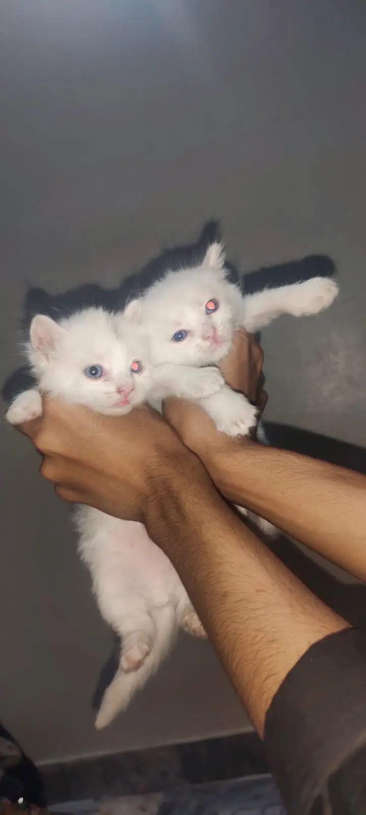 I am selling pure white Persian kitten 1 are punch face and 3doll face — photo 6
