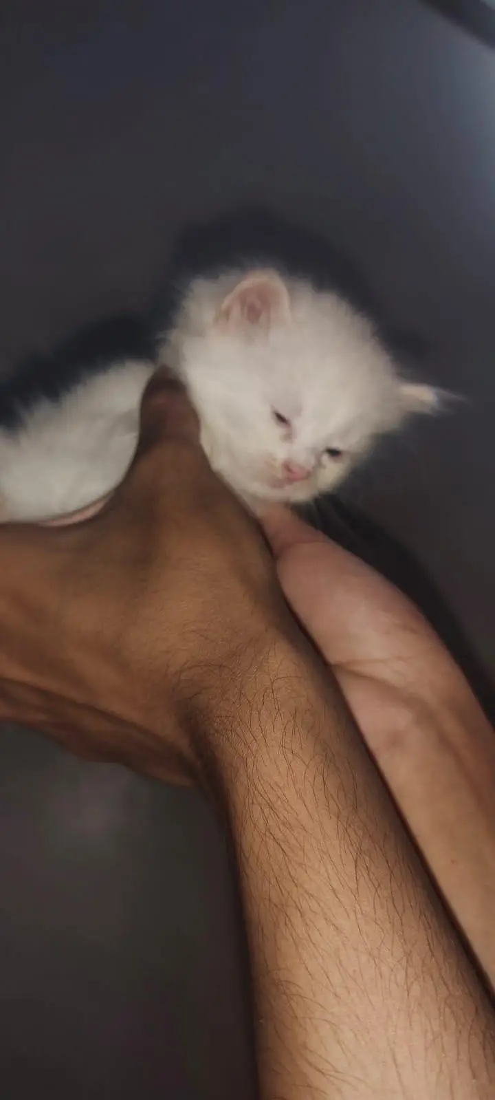 I am selling pure white Persian kitten 1 are punch face and 3doll face — photo 7